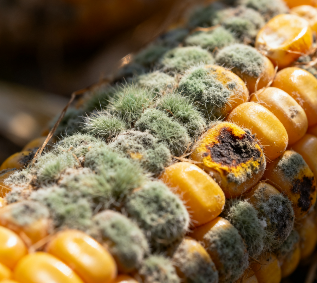 高效真菌毒素快速篩查解決方案：萊恩德快檢技術體系